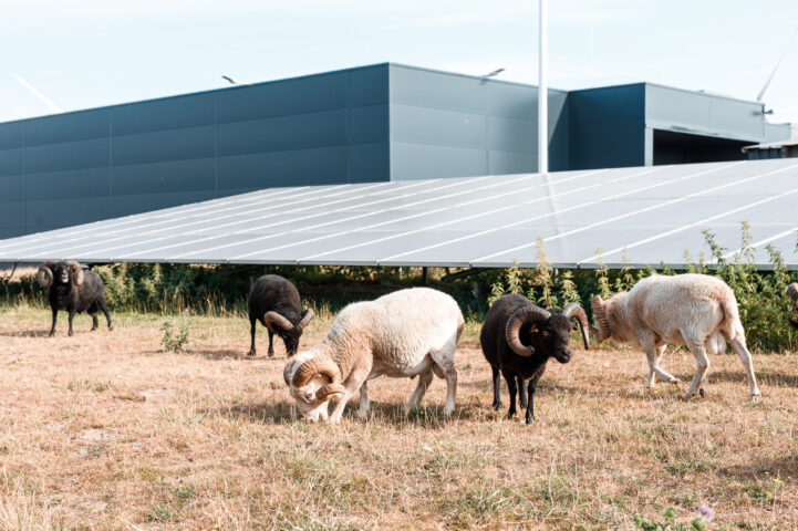 Moutons WDC éco paturage